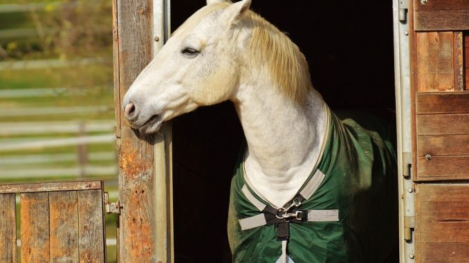 trommel Postcode verslag doen van Tips om goedkoop te paardrijden - Korting.blog - Alle kortingen en acties
