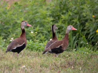 Photo Referees whistle