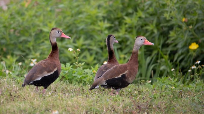 Photo Referees whistle